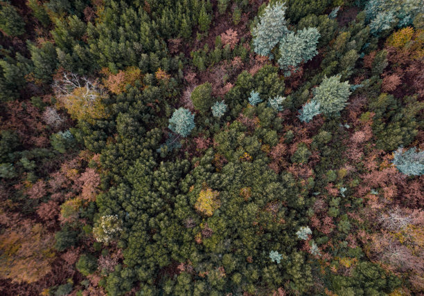 秋季森林的鸟瞰图，俯视无人机照片图片下载