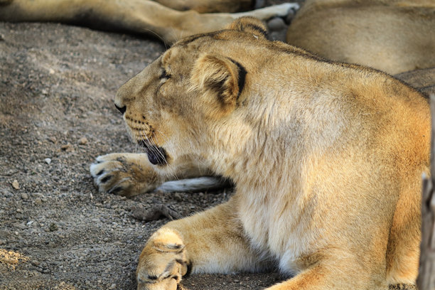 森林女王是亚洲狮雌狮（Panthera leo）在印度古吉拉特邦的吉尔森林国家公园。亚洲狮雌狮的照片是在古吉拉特的萨桑吉尔拍摄的，这是世界上唯一的栖息地。图片下载