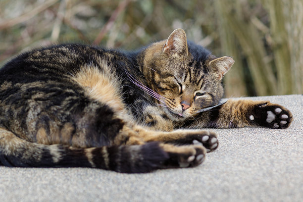 一只蜷缩在地板上睡觉的猫的特写照片图片下载