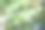 模糊的照片作为自然绿色抽象背景图片下载