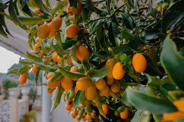 树上丰收的金橘。成熟的橙色金橘果实在树枝间的叶子中悬挂。金橘柑橘树的果实特写。美丽的柑橘树上成熟果实的照片。图片下载