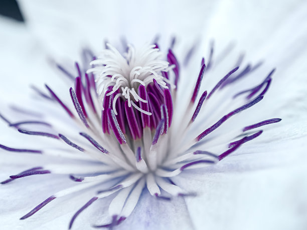 紫色花朵的背景。单朵花的壁纸。带有留白的背景。祝贺用的图片。花园花卉。室内海报。房屋用的图片。花朵特写，微距照片。图片下载