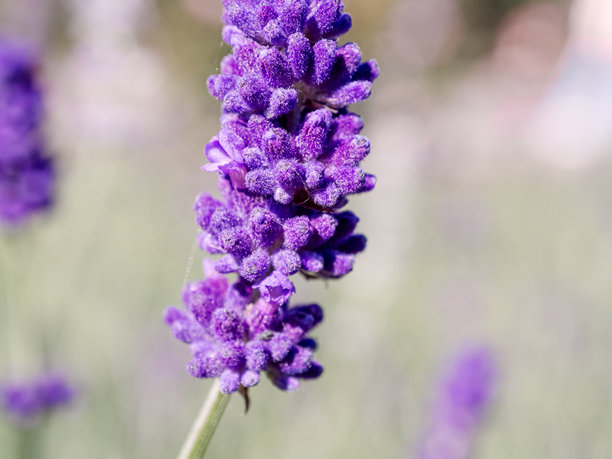 紫色花朵背景。带有一朵薰衣草的壁纸。留有空白的背景。祝贺用的图片。花园花卉。室内海报。房屋用的图片。花朵特写，微距照片。图片下载