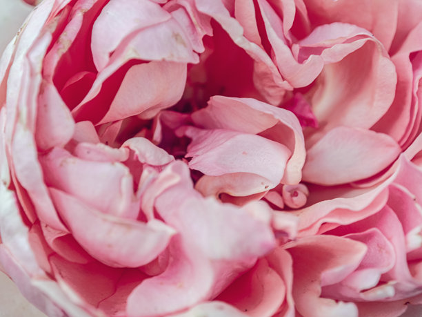 粉色玫瑰背景。单朵花的壁纸。带有留白的背景。祝贺用的图片。花园花卉。室内海报。房屋用的图片。花卉特写，微距照片。图片下载