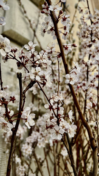 早春的樱花枝条。垂直照片展示樱花。图片下载