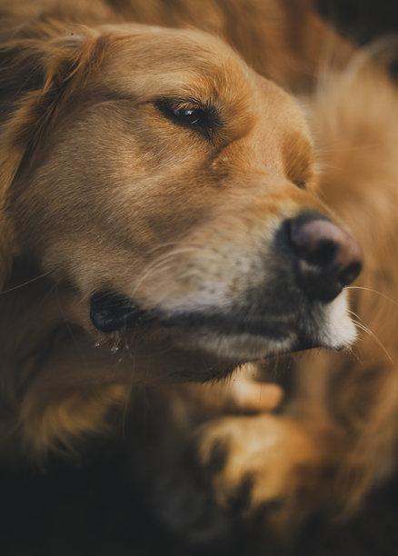 特写照片：一只黄色拉布拉多犬在挠耳朵。微距照片：一只家庭宠物在抓挠。图片下载