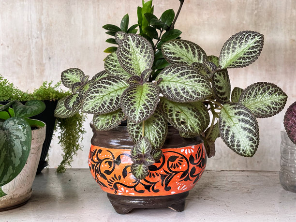 庭院中的装饰植物铜叶苔（Episcia cupreata）照片图片下载
