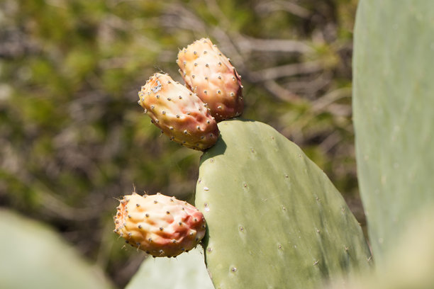 一张引人注目的照片，展示了生机勃勃的仙人掌和鲜艳的无花果，背景是希腊雅典广阔的城市景观。图片下载