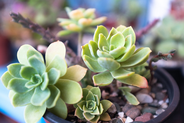 盆栽多肉植物。石莲花、景天和厚叶植物。适合海报、日历、帖子、屏保、壁纸、明信片、横幅、封面和网站的多肉植物。高质量照片图片下载