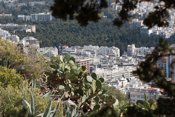 一张引人注目的照片，展示了生机勃勃的仙人掌和鲜艳的无花果，背景是希腊雅典广阔的城市风景。图片下载