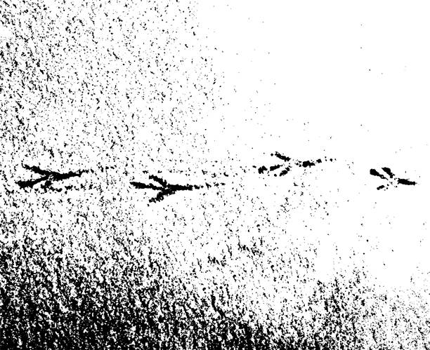 矢量垃圾纹理的脚印的鸟爪在雪地上。利用压力，风化，碎片，磨损，灰尘，污垢，大小颗粒的效果图片下载