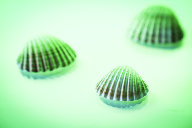 海洋贝壳的静物概念照片，带有文本空间图片下载