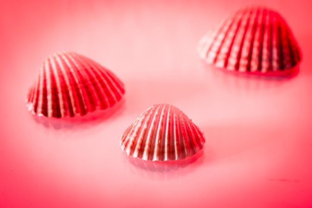 海洋贝壳的静物概念照片，带有文本空间图片下载