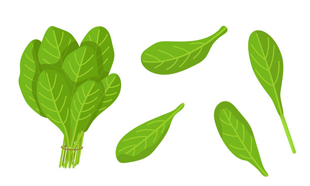 白色背景上孤立的菠菜矢量插图。新鲜绿色图像。适用于包装设计和烹饪产品的图片。图片下载