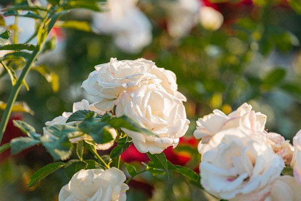 盛开的玫瑰特写照片，柔和的光线下展现出从浅粉色到奶油色的多种色调。模糊的背景暗示着花园环境，细腻的花瓣上有微妙的阴影和选择。图片下载