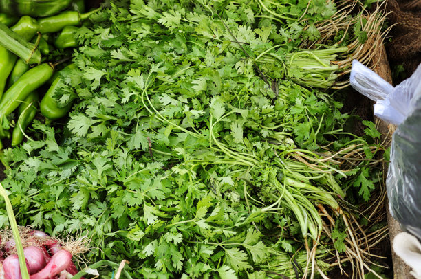 新鲜香菜叶的特写照片。香菜呈鲜绿色，叶子呈锯齿状。新鲜有机香菜叶的背景。生香菜用于烹饪中的调味。图片下载