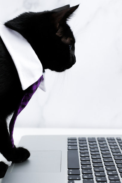 穿着紫色格子领带和白色项圈的家猫，坐在打开的银色笔记本电脑旁，专注地看着屏幕，爪子放在触控板上，背景为白色，竖版照片。办公室概念，工作，搞笑猫咪。图片下载