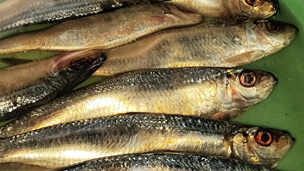 三文鱼特写照片图片下载