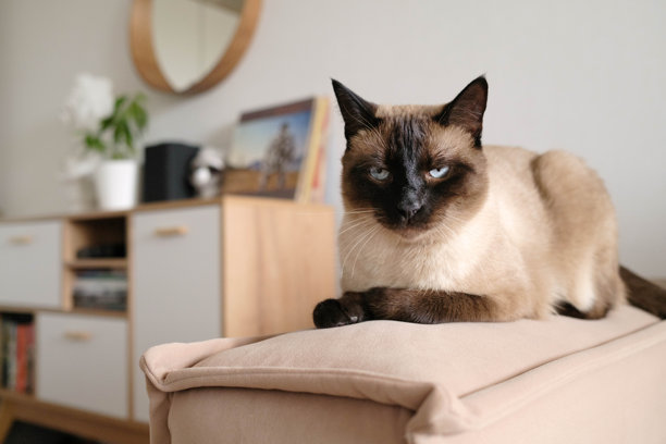 美丽的暹罗猫特写肖像，蓝色眼睛。家猫坐在米色沙发上。猫在家居环境中。适用于兽医诊所和猫咪网站的图片。图片下载