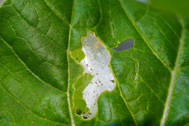 受跳蚤和螨虫感染的水培蔬菜特写照片图片下载