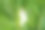 受跳蚤和螨虫感染的水培蔬菜特写照片图片下载