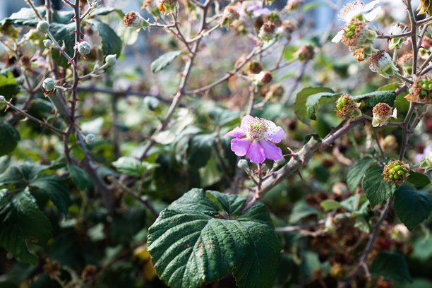 黑莓花在绿色叶子和未成熟浆果中，自然生长周期中的黑莓植物。适用于出版、海报、日历、帖子、壁纸、封面、网站。高质量照片图片下载