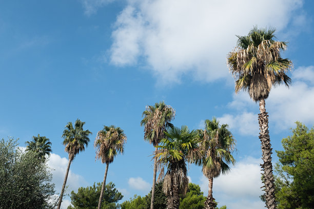 高大的棕榈树在明亮的蓝天和白云下。这张照片捕捉了阳光明媚的日子在郁郁葱葱的户外环境中的精髓，完美适合自然、放松和热带氛围的主题。图片下载