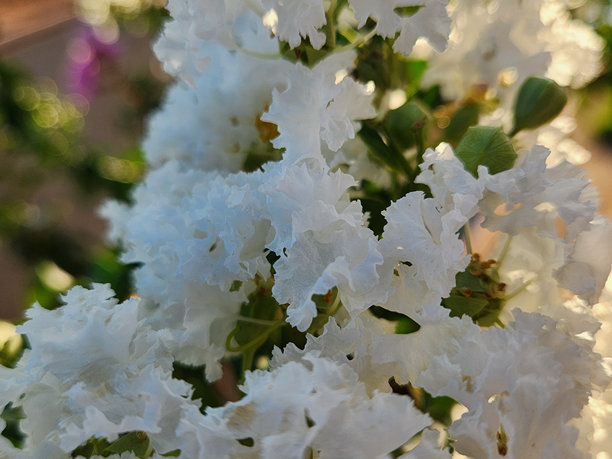 紫薇：白花的优雅。这张图片捕捉了紫薇（Lagerstroemia indica）盛开时白花的细腻与自然之美。图片下载