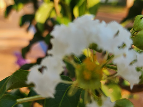 紫薇：白花的优雅。这张图片捕捉了紫薇（Lagerstroemia indica）盛开时白花的细腻与自然之美。图片下载