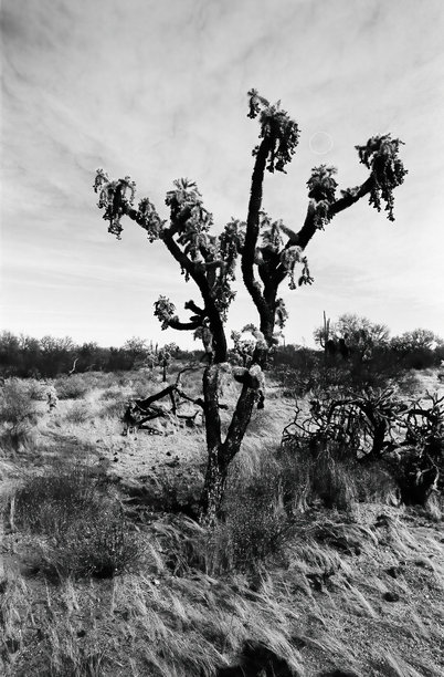 索诺拉沙漠的乔拉仙人掌，春中旬拍摄的胶卷照片图片下载