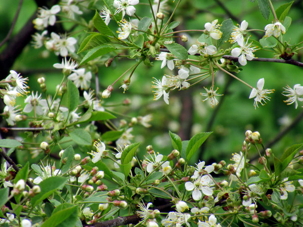 开花的果树照片图片下载