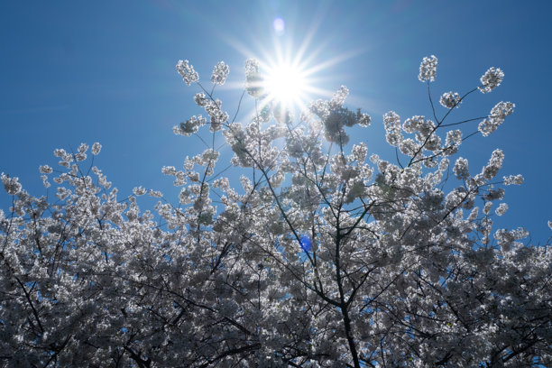 春天的花朵。美丽的樱花树，白色花朵。春天盛开的树，果树枝头的新鲜白花，春天的花朵抽象背景。梦幻般的柔焦图片。图片下载