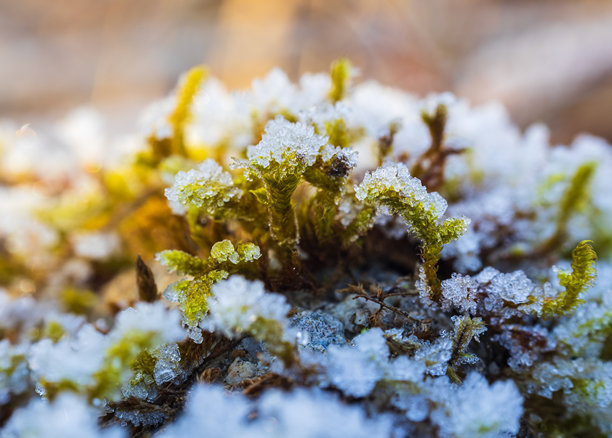 苔藓上的霜冻。植物的微距照片，冬季纹理背景图片下载