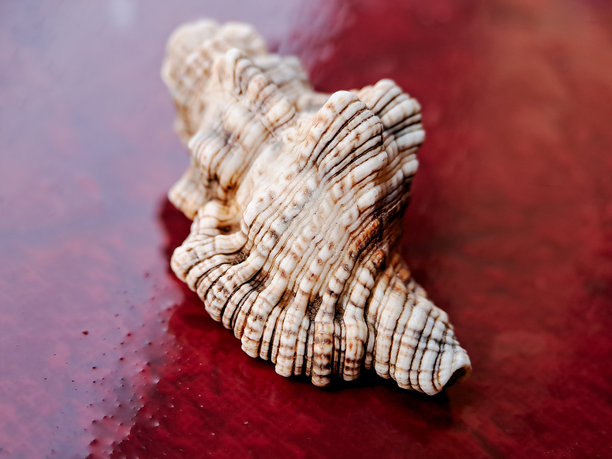 展示特立独行的海螺壳的照片，可能是毛海螺（Cymatium pileare）或同属Ranellidae科的类似物种。壳体呈现出坚固、细长的形状，具有显著的螺旋肋和纹理表面。图片下载