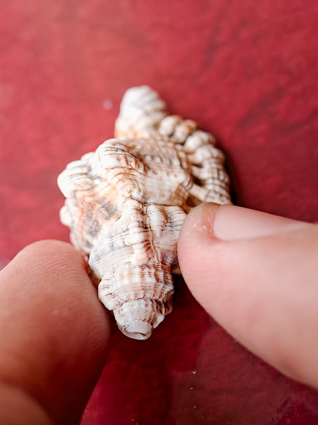 展示特立独行的海螺壳的照片，可能是毛海螺（Cymatium pileare）或同属Ranellidae科的类似物种。壳体呈现出坚固、细长的形状，具有显著的螺旋肋和纹理表面。图片下载