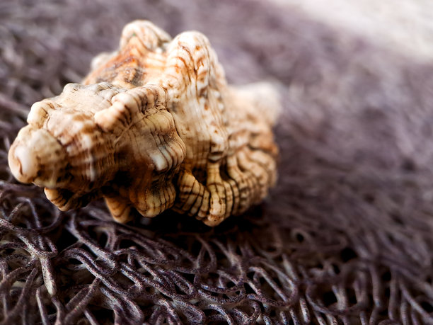 一张有纹理的海螺照片，可能是海螺或相关的腹足类动物，静静地放在粗糙的编织网上。图片下载