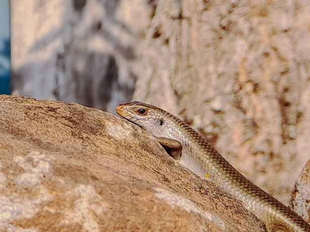 一张蜥蜴在岩石上晒太阳的照片。蜥蜴的身体光滑而细长，配有小腿和长尾巴。它的颜色主要是棕色或青铜色，可能带有较浅的条纹或花纹。图片下载