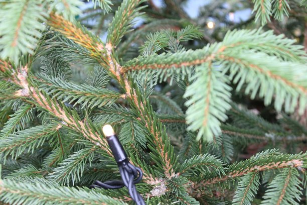 户外拍摄的近距离圣诞树照片，灯光璀璨，微距摄影，高质量，自然光照。图片下载