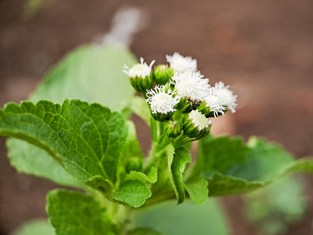展示了细腻的白色花头的照片，Ageratina riparia，通常被称为爬行的克罗夫特杂草或雾花。这些微小的花朵聚集在一起，形成小而蓬松的花头，营造出柔和的质感。图片下载