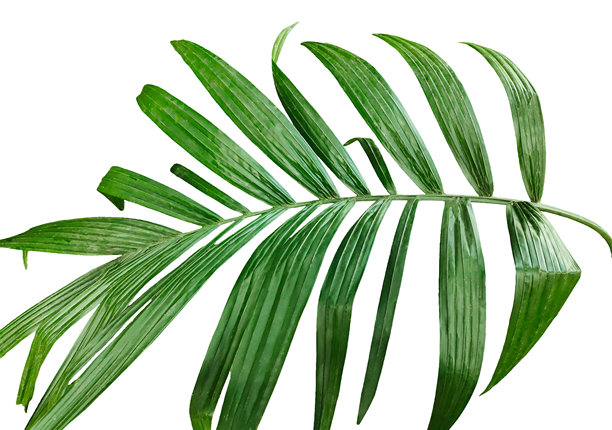 单根槟榔树枝的特写图像，白色背景，棕榈树枝照片，孤立的槟榔树枝，透明背景上的棕榈叶，绿色棕榈树枝透明图像图片下载