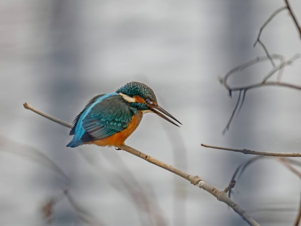 普通翠鸟栖息在树枝上，特写照片，背景模糊。图片下载