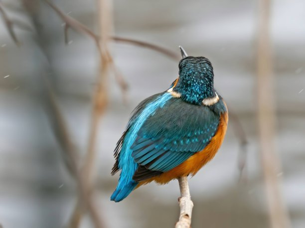 普通翠鸟栖息在树枝上，特写照片，背景模糊。图片下载