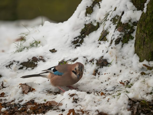 欧亚松鸦大照片，白色雪地背景。图片下载
