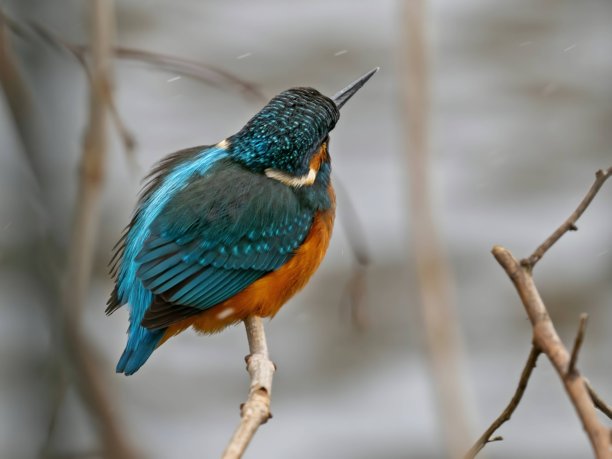 普通翠鸟栖息在树枝上，特写照片，背景模糊。图片下载