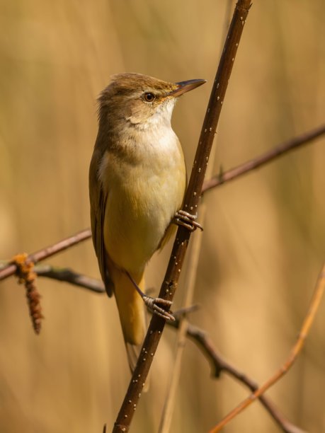大芦苇莺栖息在树枝上，特写照片背景明亮。图片下载