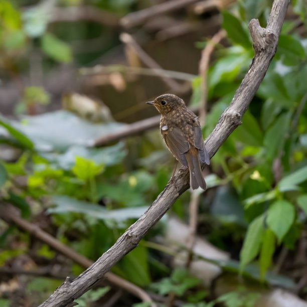欧洲知更鸟栖息在树枝上，特写照片，背景模糊。图片下载