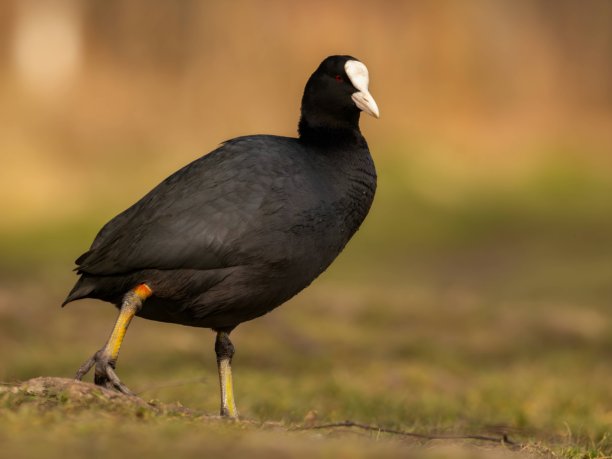 欧亚水鸡在草地上，模糊背景的特写照片。图片下载