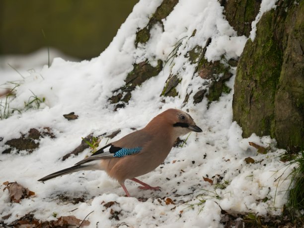 欧亚松鸦的大照片，白色雪地背景。图片下载