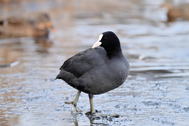 欧亚水鸡在草地上，模糊背景的特写照片。图片下载