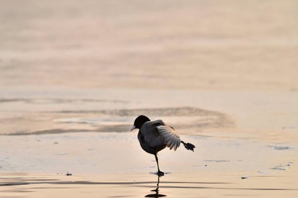 欧亚水鸡在草地上，模糊背景的特写照片。图片下载
